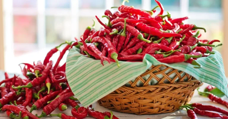 Freshly prepared banana peppers stuffed with savory filling and garnished with herbs.